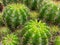 closeup,top view Spicy cactus in a beautiful pot.