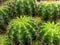 closeup,top view Spicy cactus in a beautiful pot.