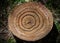 Closeup top view of tree rings from a cut tree stump which shows it\\\'s age.