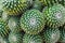 Closeup topview of golden barrel cactus cluster