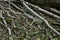 Closeup of torn branches of a fallen tree on the ground