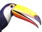Closeup of toucan bird