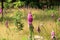 closeup of a toxic flower in a forest called digitalis purpurea (roter Fingerhut