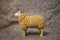 Closeup of a toy figurine of a sheep