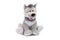 Closeup toy grey soft wolf sitting at isolated white background