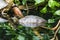 Closeup of a trachemys scripta yellow slider turtle at water