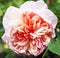 Closeup of traditional Apricot English rose surrou
