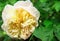 Closeup of traditional Yellow English rose surroun