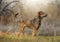 Closeup of trained companion dog in the field peering at the trees in the forest on a foggy day