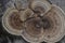 Closeup of the trametes bracket fungus