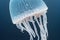 Closeup translucent blue light color jellyfish with poisonous tentacle in natural habitat. Sea moon jelly fish aurelia