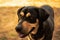 Closeup of a Transylvanian Hound in a field with a blurry background