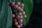 Closeup of treacleberries or false Solomon\\\'s seal cluster on the blurred background