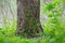 Closeup tree barrel growth in a green forest