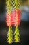 Closeup Tree Branch Pink Flower Catkins in Park