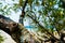 Closeup of a tree branch on the sunlit beach with blurred background