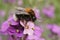 Closeup on a tree bumblbee, Bombus hypnorum , sitting on a purple wallflower , Erysimum cheiri