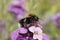 Closeup on a tree bumblbee, Bombus hypnorum , sitting on a purple wallflower , Erysimum cheiri