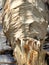 Closeup of tree chewed by Beaver