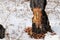 Closeup of a tree that has been chewed by a beaver in winter