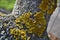 A closeup of a tree lichen enlarged in a beautiful yellow green color.