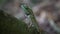 Closeup of Tree lizard, Green crested lizard in the nature