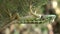 Closeup of Tree lizard, Green crested lizard in the nature