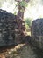 Closeup of tree next to gap growing in structure in Kohunlich Mayan ruins