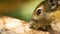 Closeup tree shrew