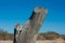 Closeup of a tree stump on the beach