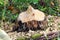 Closeup of a tree stump chewed by a beaver