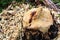 Closeup of a tree stump chewed by a beaver