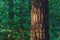 Closeup of a tree stump growing in lush green forest, pine trees growing with nature in harmony. Tranquil silent morning