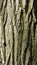 Closeup of tree trunk crust