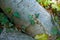 Closeup of a tree trunk in a forest. Oak bark trees growing with nature in harmony. Macro detail of tranquil growth in a