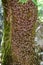 Closeup for tree trunk with Jersey tiger butterflies