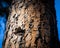 Closeup of a tree trunk texture with vibrant shades of brown and orange.