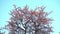 Closeup of treetop, spring beautiful cherry blossoms, light blue sky background