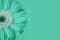 Closeup of trendy mint colored daisy on green background