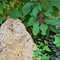 Closeup of a triangle-shaped rock surrounded by lush green vegetation with a violet blossom