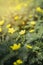 Closeup of Tribulus terrestris Bindii, Puncture, Caltrops, Devil yellow flowers on blurry green background