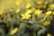 Closeup of Tribulus terrestris Bindii, Puncture, Caltrops, Devil yellow flowers on blurry green background