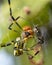 Closeup of a Trichonephila clavata spider catching a bee