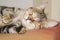 Closeup of tricolor brindle cat sleeping on the bed, colored feline, pet background