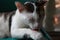 Closeup of tricolor cat`s licking his leg on a green chair