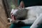 Closeup of tricolor cat`s licking his leg on a green chair