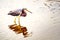 A closeup of a tricolored heron.