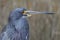 Closeup of a Tricolored Heron