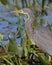 Closeup of a Tricolored Heron in a Florida Wetland