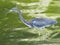 Closeup of a TriColored Heron Stalking It`s Prey in the Shallow Water